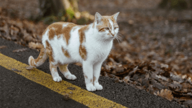 Kedi Kısırlaştırma Nedir? Faydaları, Süreci ve Ameliyat Sonrası Bakım
