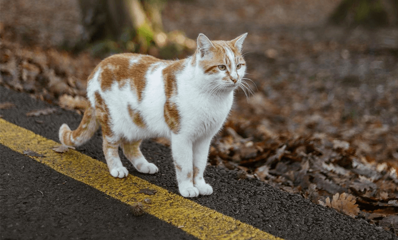 Kedi Kısırlaştırma Nedir? Faydaları, Süreci ve Ameliyat Sonrası Bakım